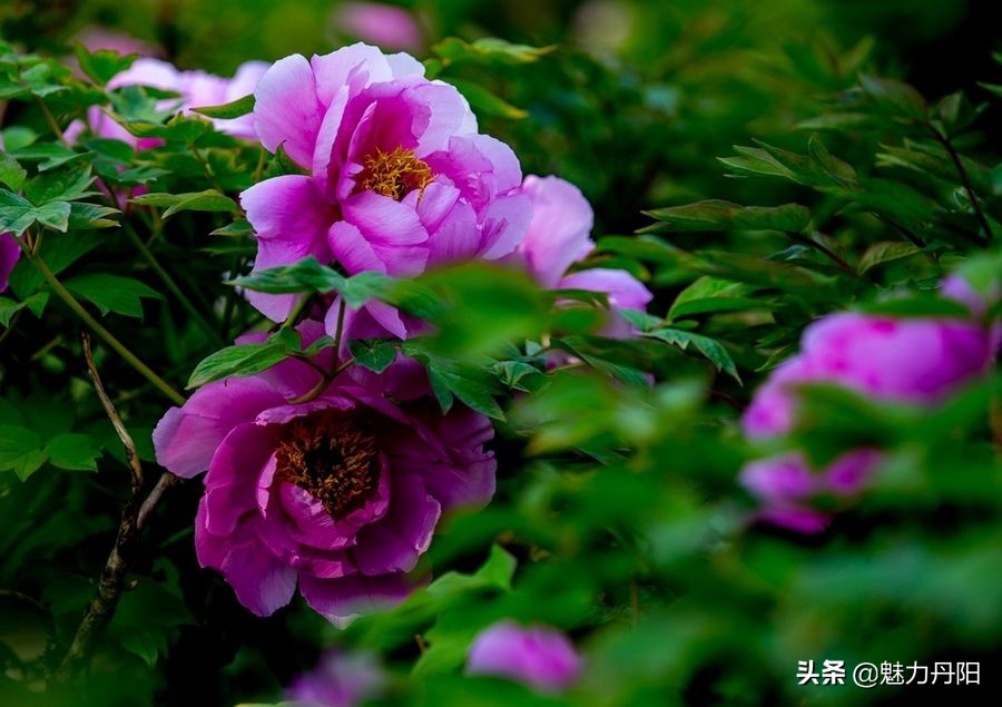 牡丹的一生简单历程文字描述,牡丹的历史和发展