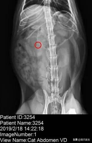 猫在被子里憋死,猫在体内就憋死了