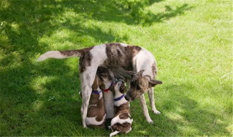 狗妈妈生了喂什么,狗妈妈刚生完孩子可以吃什么