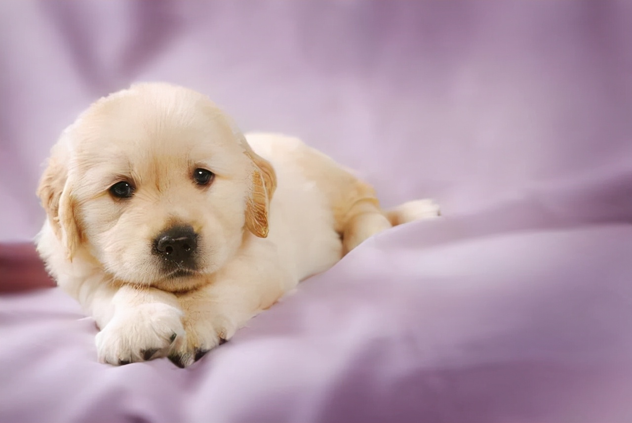 狗狗得支气管炎怎么缓解,狗狗气管炎要注意哪些