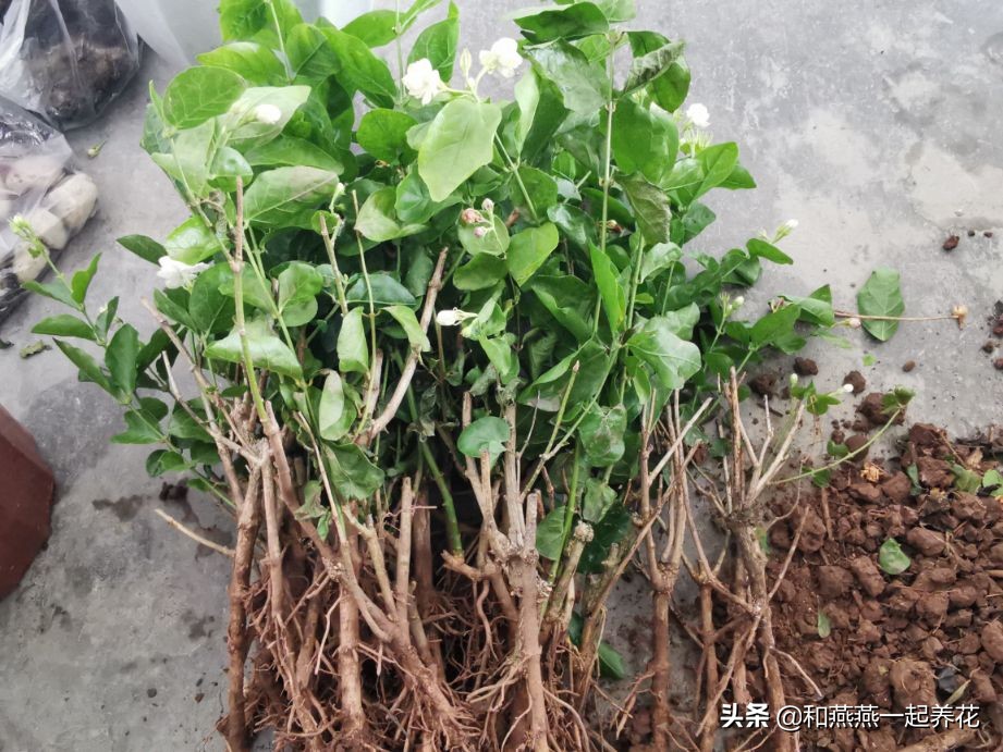 燕燕带你一步一步揭秘为什么花市买的茉莉花不换盆养不活
