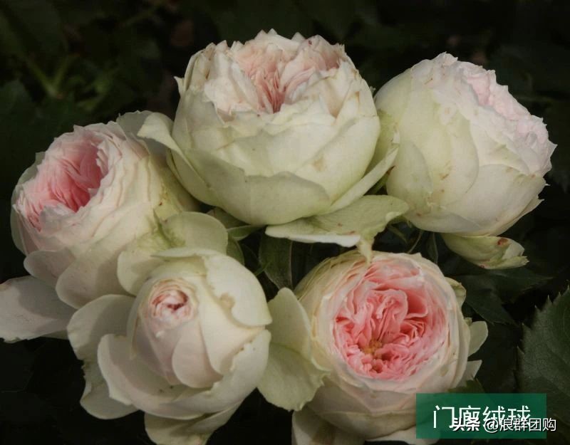 月季哪些品种大花又香,月季哪些品种花期长耐阴耐寒耐旱