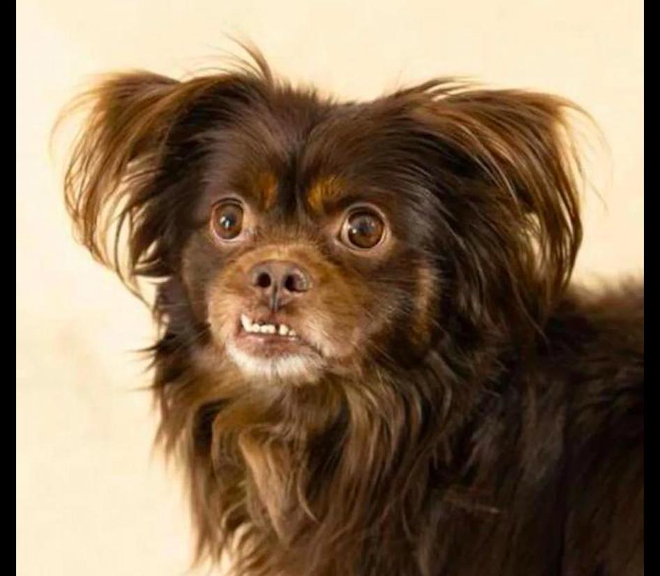 泰迪走丢了主人哭啦,泰迪犬走丢后与主人重逢