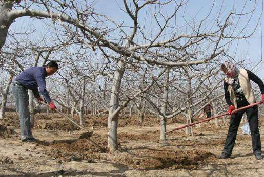 这个果树修剪口诀你一定要记住,果树清园用哪些农药好呢