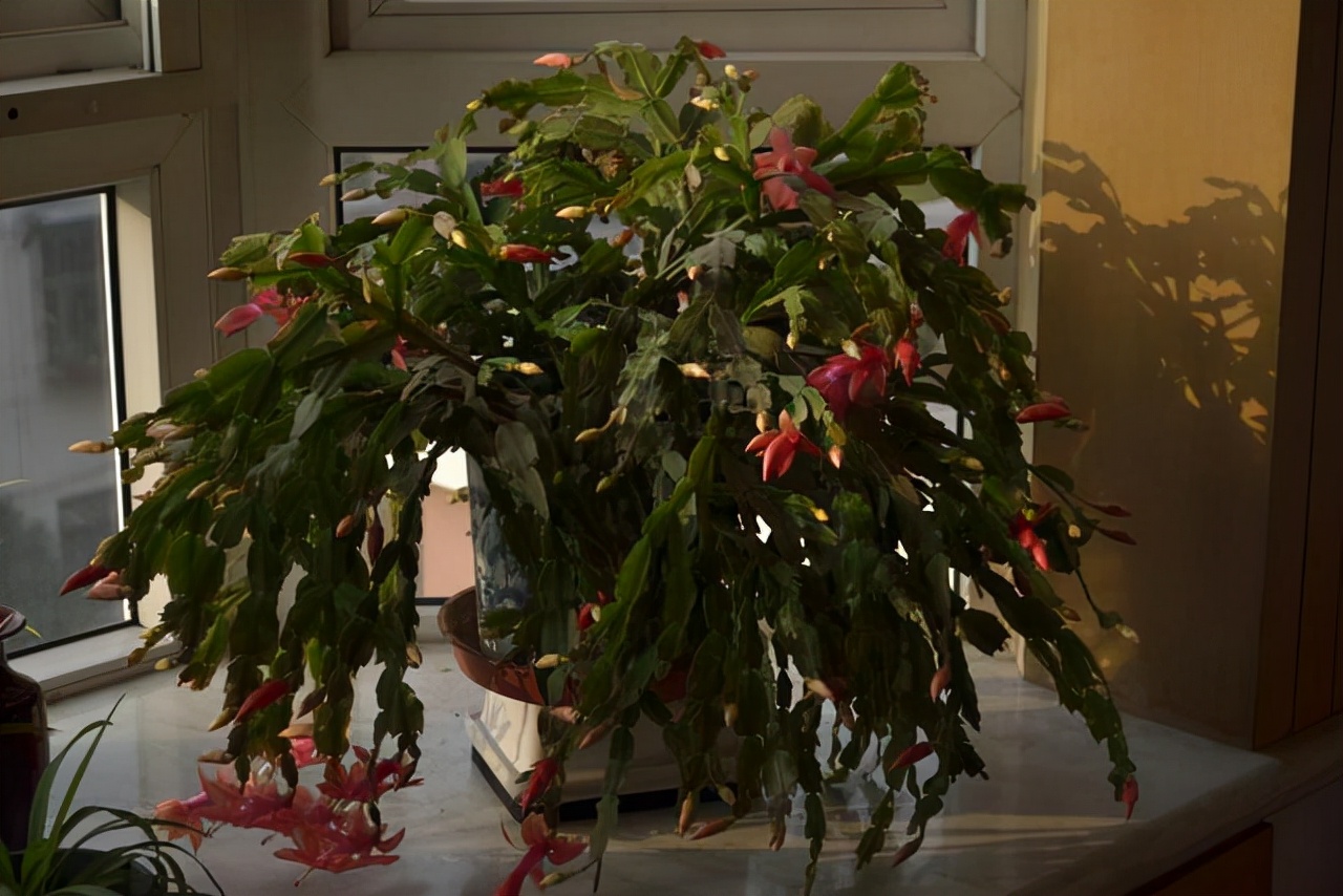 10月以后养什么花,这几种花省心省力养花新手看过来