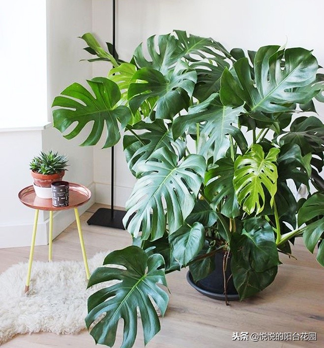 除甲醛最好办法是绿萝吗,吸甲醛效果最好的却不是绿萝