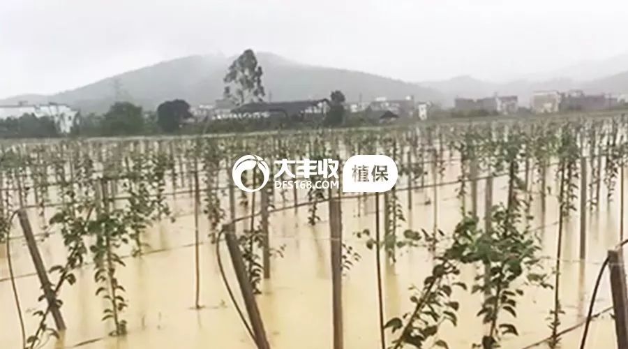 百香果烂根急救,百香果烂根补救方法