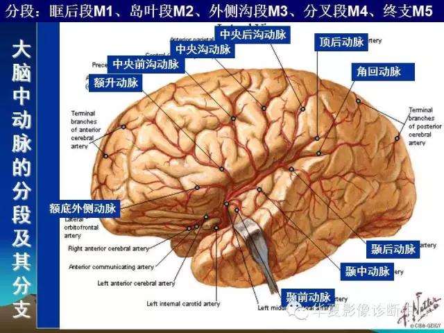 小脑血管解剖分段,脑血管影像解剖讲解