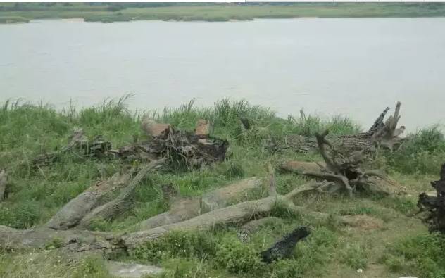 四川出土金丝楠阴沉木,金丝楠阴沉木出土现场