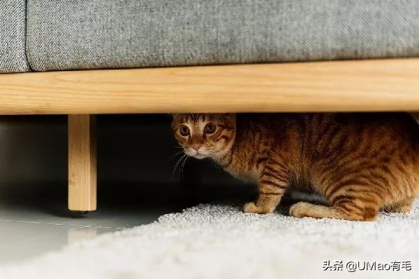 预防应激！6招帮猫咪减少焦虑