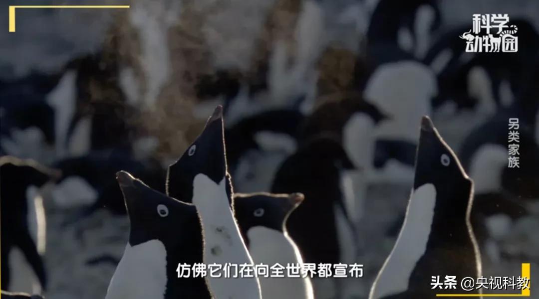 某些企鹅竟然偷东西成瘾，张腾岳一句话道破真相