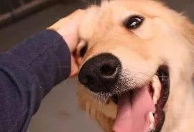 一招解决狗狗犯错,怎么纠正狗狗对自己凶