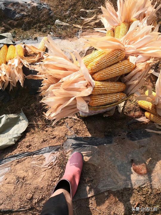 施用除草剂什么时候效果最好,苗前除草剂的效果受哪些因素影响