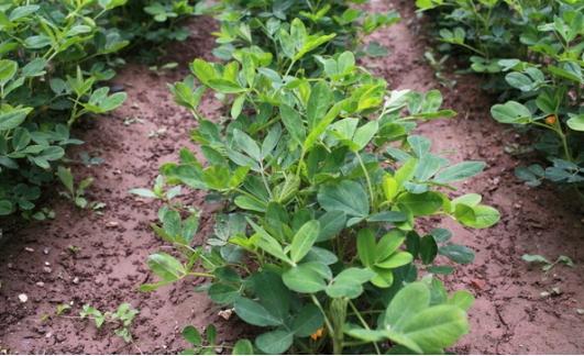 花生每亩产量2000斤的种植技术,花生种植的距离和行距该怎样安排