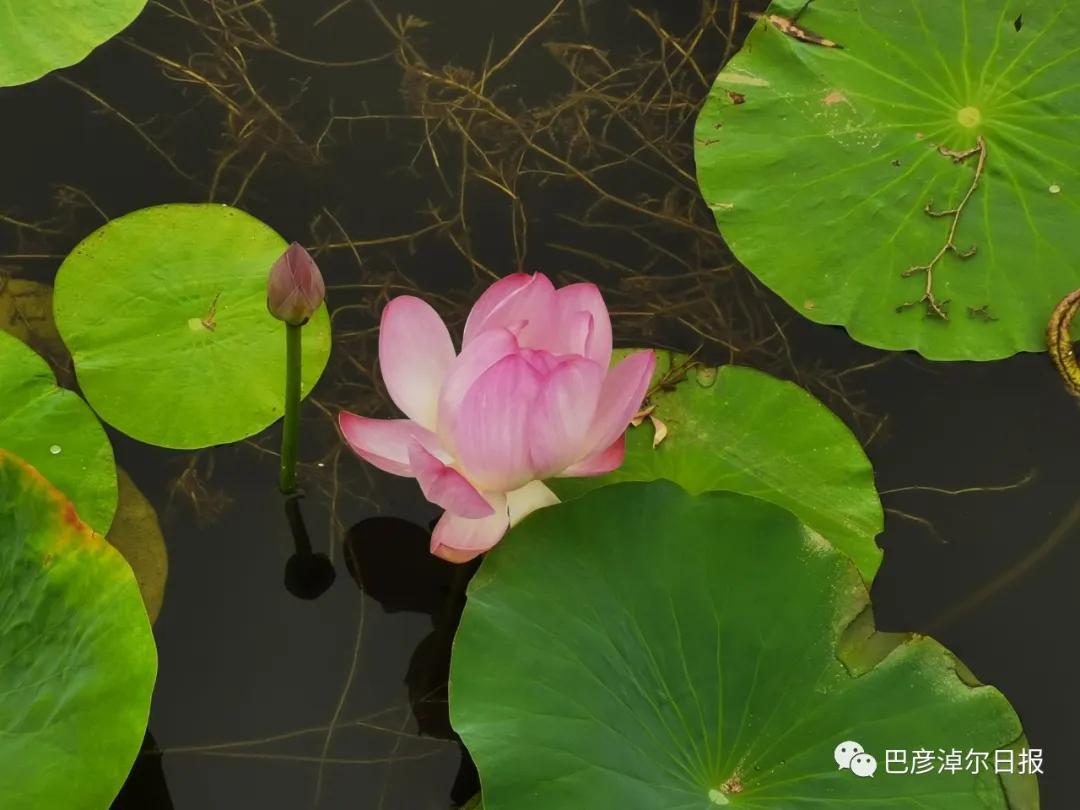 临河植物园景色,临河荷花景区