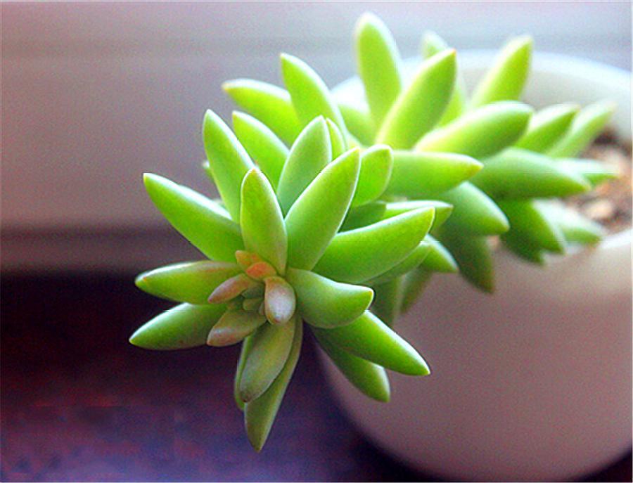 千佛手叶子发蔫浇了水还是干瘪,千佛手干瘪是什么原因