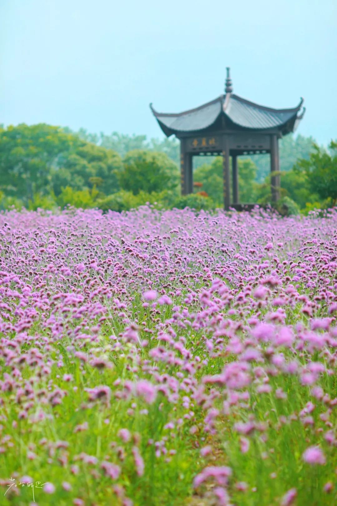 三月赏花一日游上海景点,本月上海赏花一日游最佳去处
