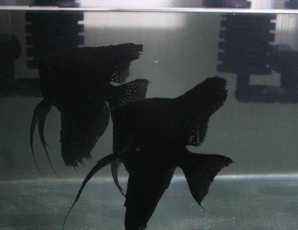 怎样看观赏鱼的状态,怎么判断观赏鱼的健康状况