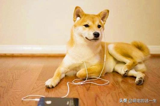 狗狗会对狗粮过敏症状,狗狗会对什么过敏