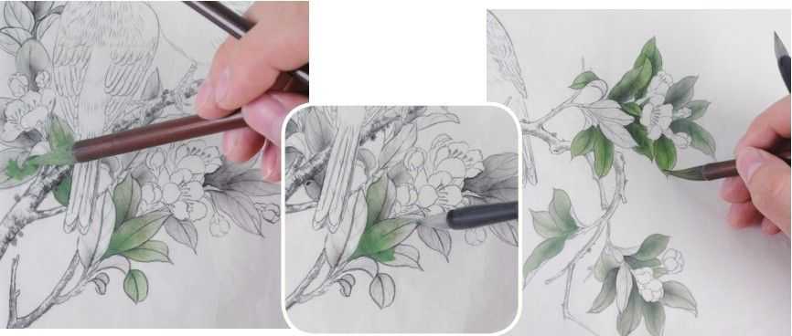 蜡嘴雀工笔画,蜡嘴鸟画画教程