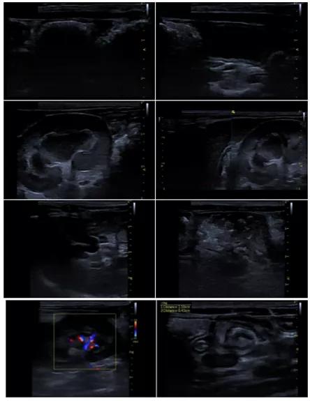 猫咪生病铲屎官上班怎么办,铲屎官治什么病