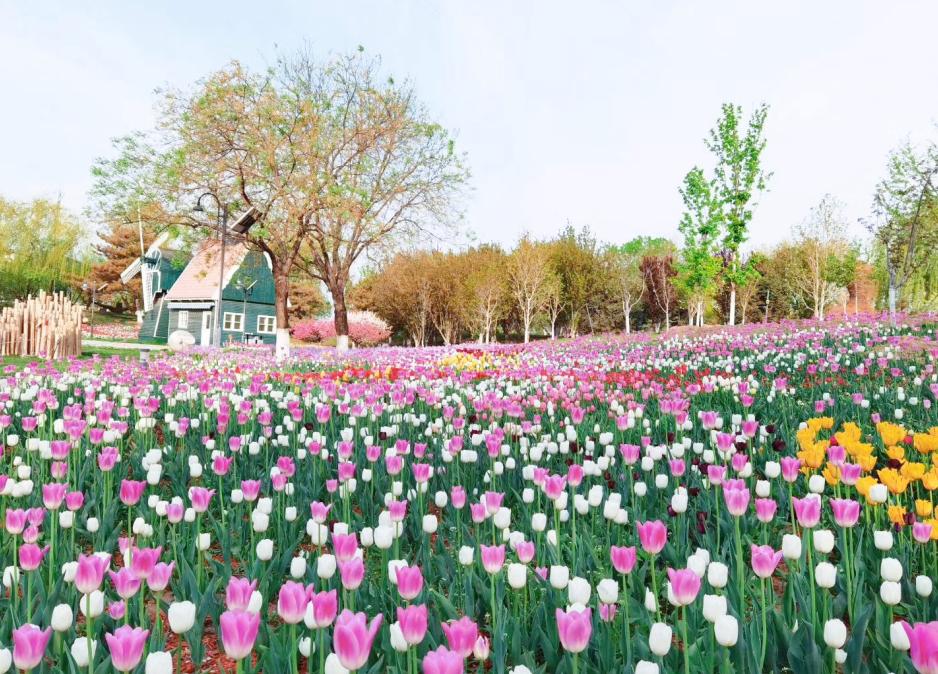 北京丰台五一旅游最佳去处,丰台区赏花景点