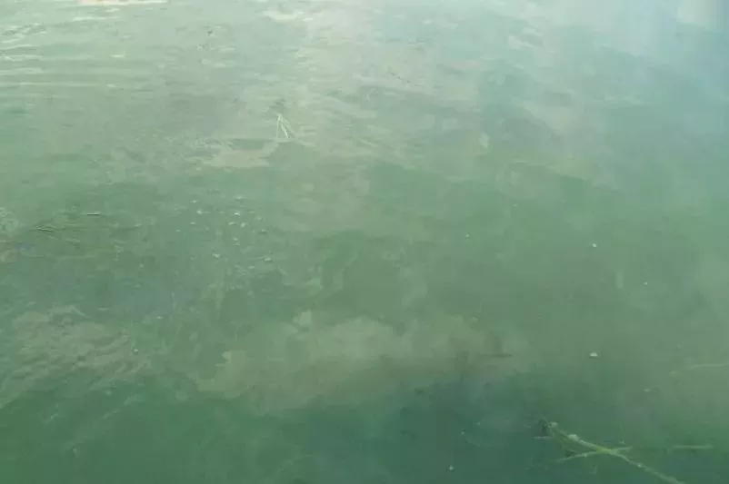 正常的水藻是什么样子的,哪种水藻最好用