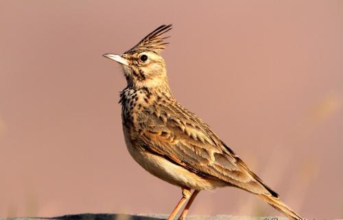 适合在家养的宠物鸟有哪些,不知道养什么观赏鱼
