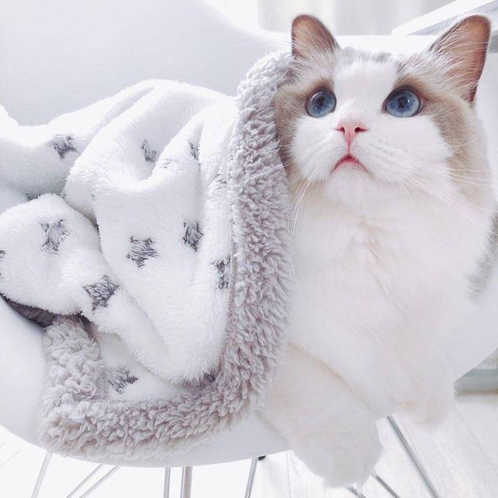 禁养猫名单布偶,养猫不封窗布偶