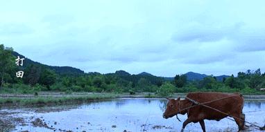 只想务农李子柒，发明无用手工耿…“不务正业”的人为何都暴富了