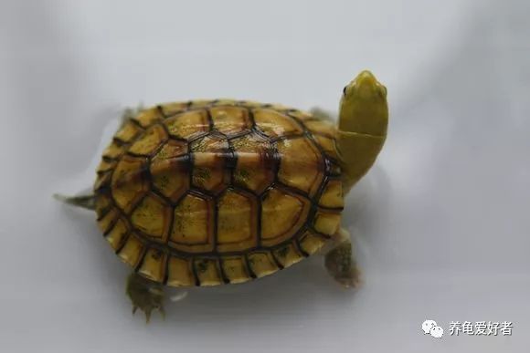 乌龟暴毙的几个原因,养了几年的乌龟突然死是什么原因