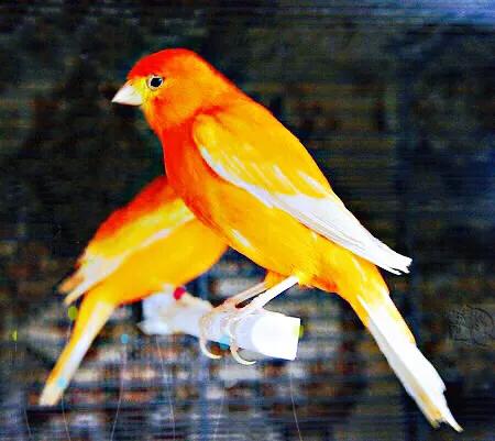 金丝雀羽毛品种,金丝雀能跟什么鸟一起笼养