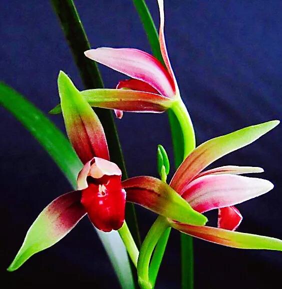 四季兰国魂有多厉害,四季开花的小国魂兰花