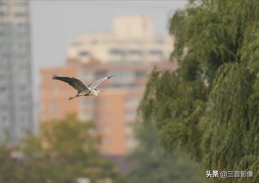 索尼相机a1是否值得入手,索尼a1相机拍鸟怎么样