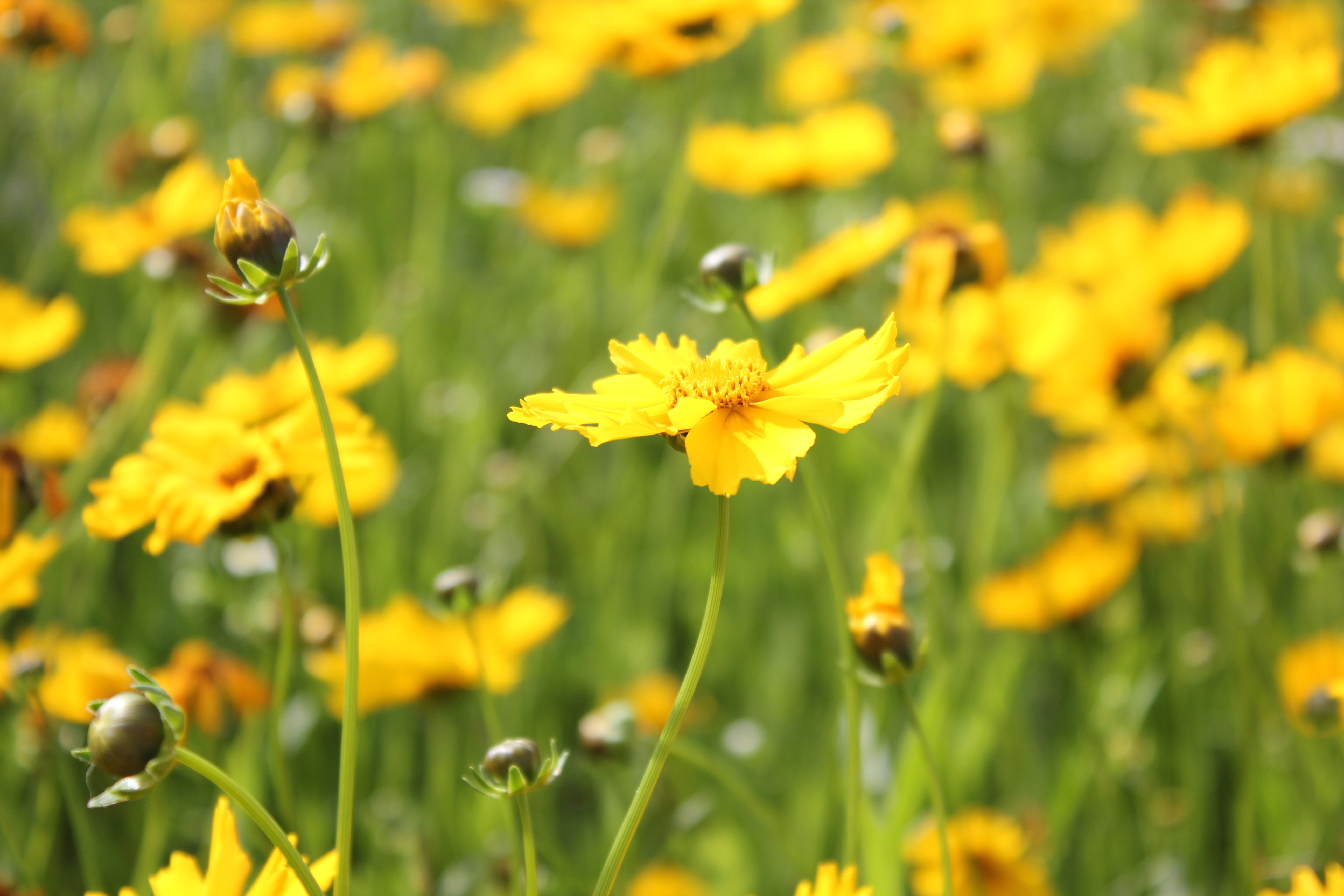 武汉周边避暑胜地｜端午武汉至咸宁九宫山2日自驾亲子游路线分享
