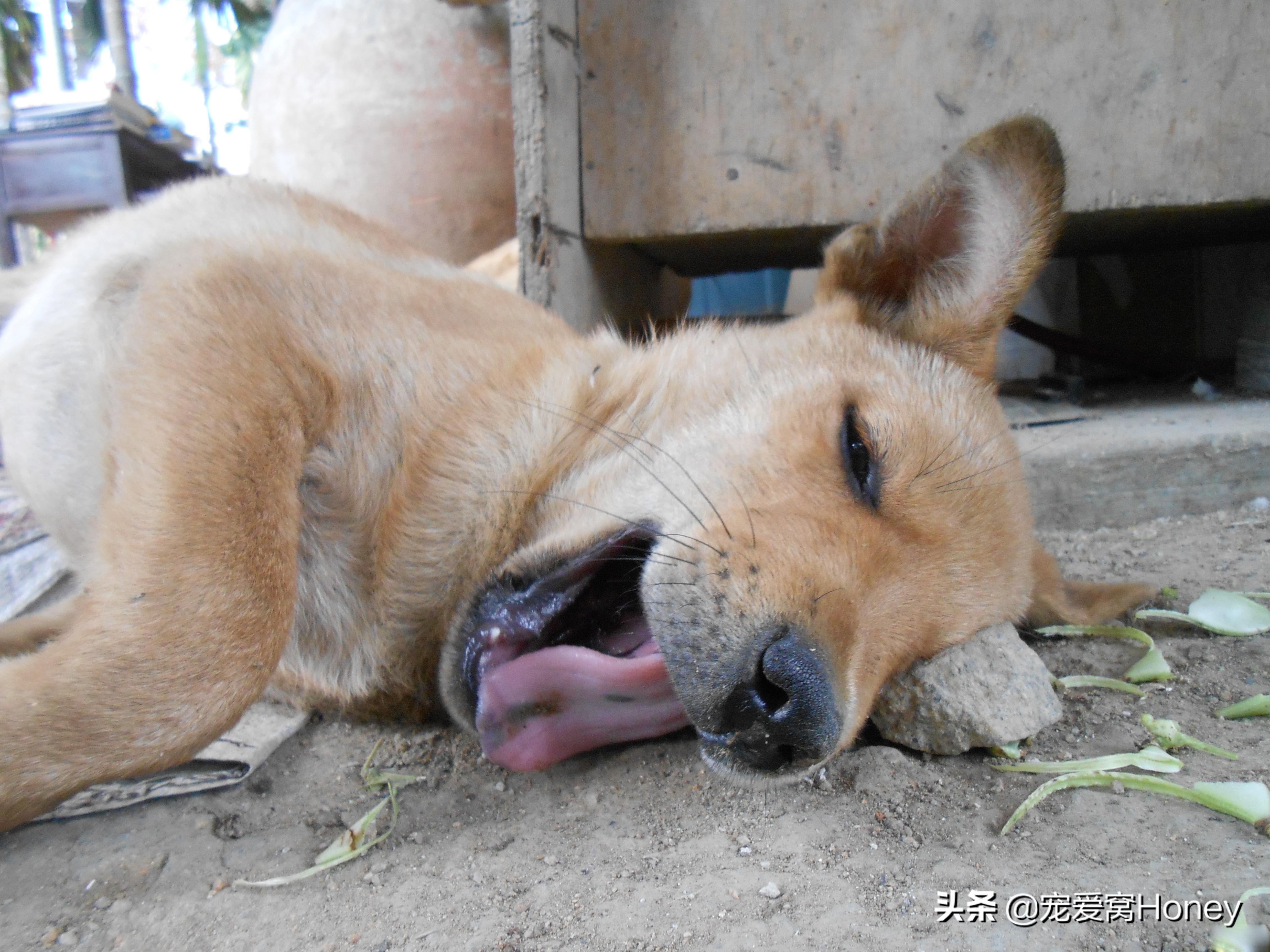 看家是狗狗的本能吗,田园犬忠诚看家不挑食