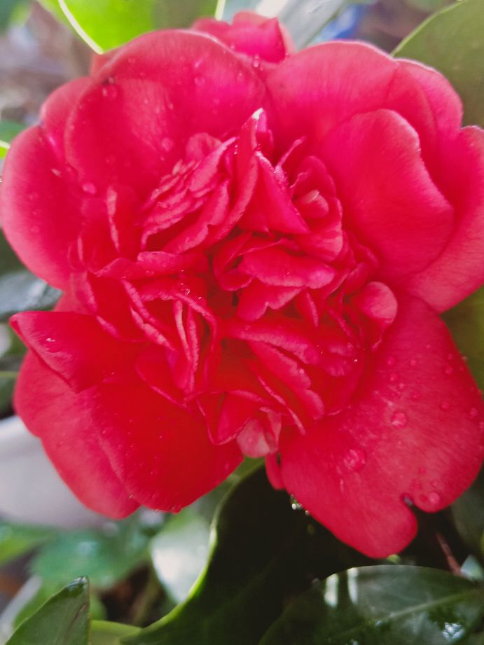 名贵的茶花图片,花中珍品茶花