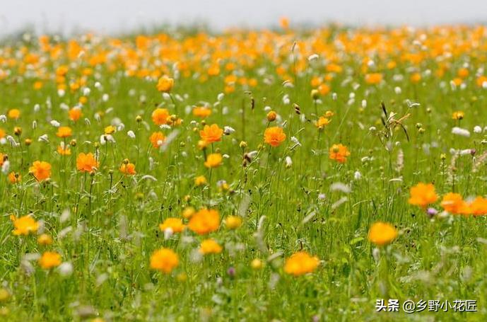 金莲花药用功效与作用,金莲花的奇特功效