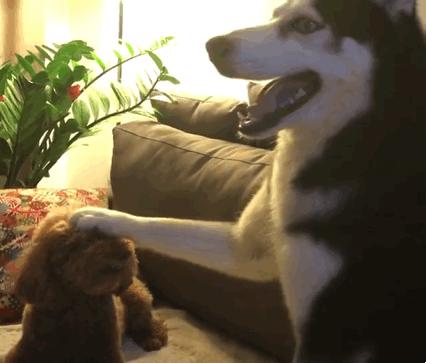 哈士奇缺点和优点,不喜欢梳毛的哈士奇