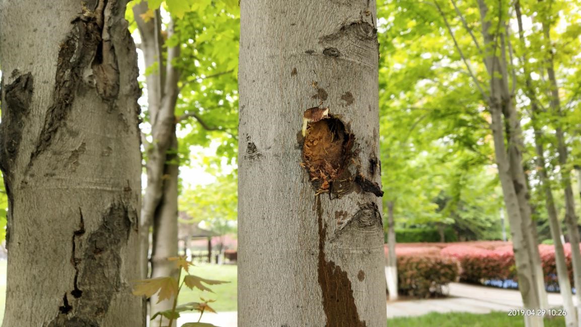 美国红枫天牛虫害什么症状,红枫成长过程中怎么防治天牛