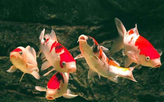 各种水生动物视频,景观淡水鱼有哪些图片