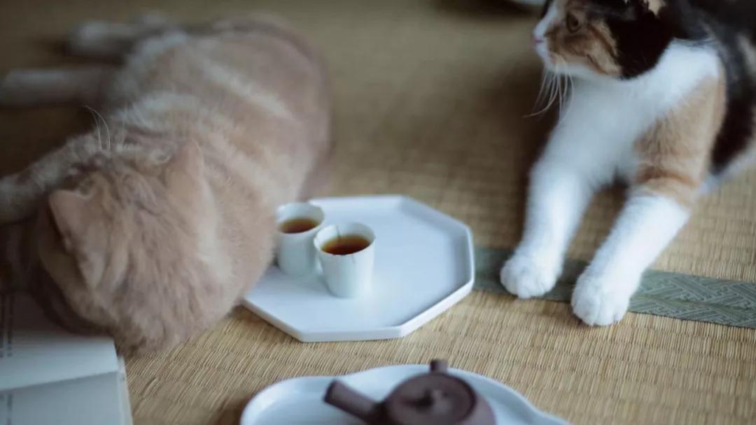 一人一茶一猫陪伴的时光,一人一茶一猫