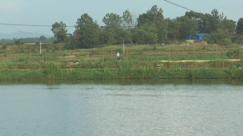 孝昌农业发展现状简介,稻虾第一村产业示范园