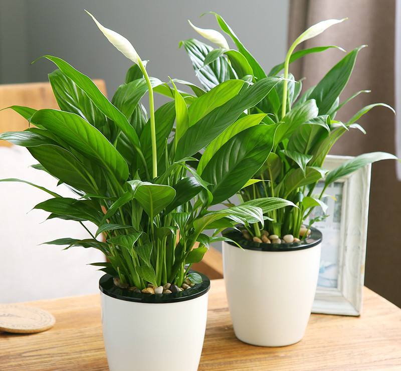 房屋装修买什么盆栽好养,新房装修养什么植物