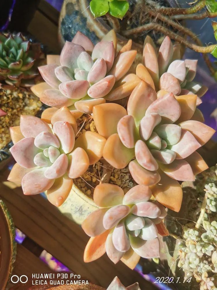 人生就像养多肉一样,人生如同养多肉时间不会怠慢