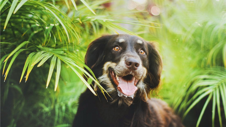 狗狗毛发干枯粗糙怎么办用护毛素,怎么让狗狗毛发有光泽