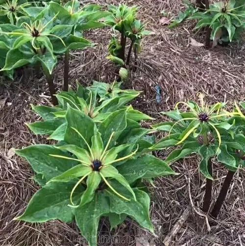 重楼中药材种植业前景分析,种重楼药材的前景如何