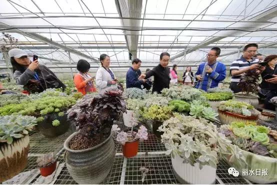 红色新丽水,红色浙西南央视