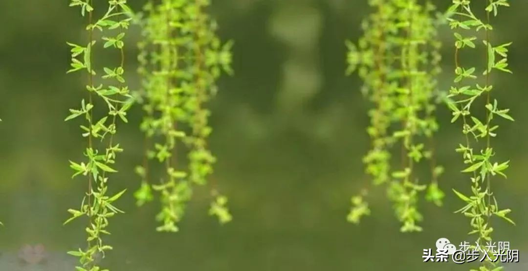 我外爷的智慧（文：颜敏）