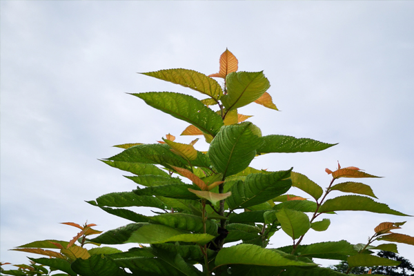 樱桃树补枝,樱桃树幼果期补铁